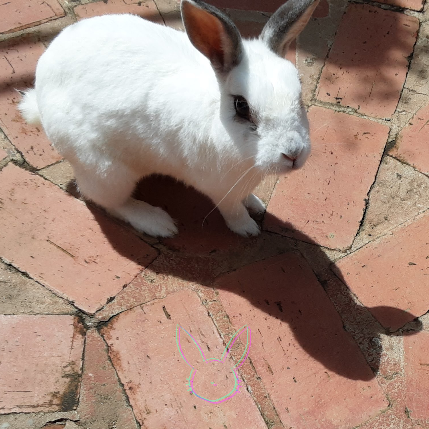 El conejo como trickster 